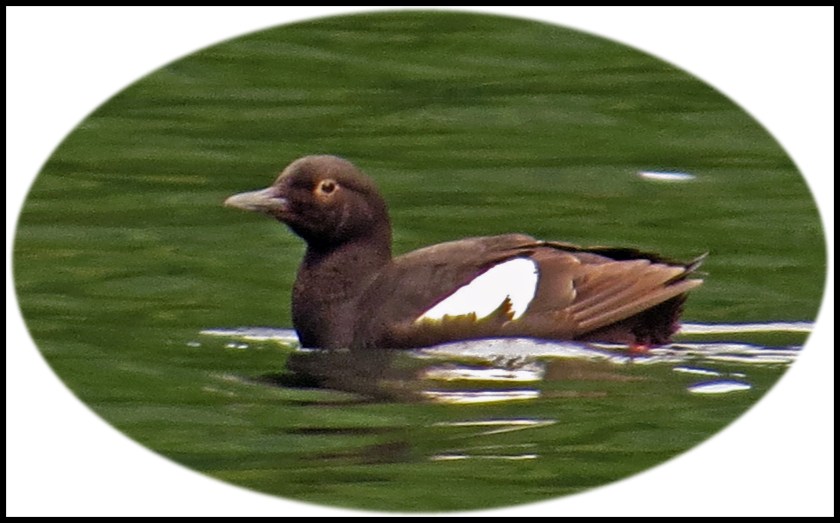 WahkanaJun2017-PigeonGuillimot