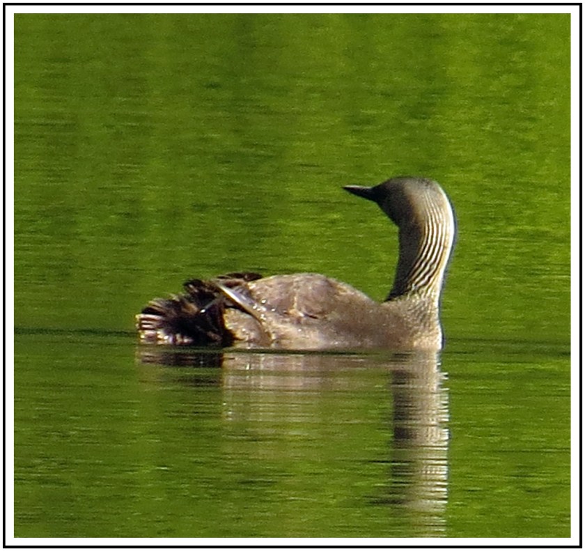 WahkanaJun2017Loon7-IMG_8934_edited-2