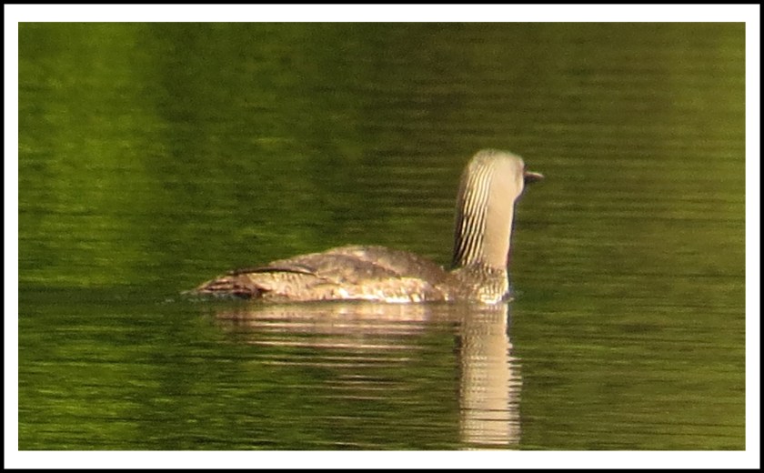 WahkanaJun2017LoonIMG_8925_edited-2