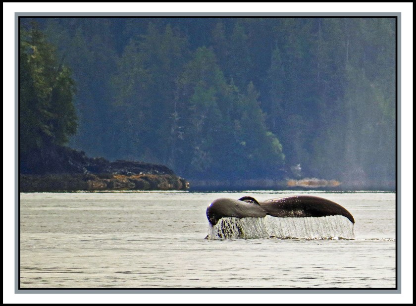 WhaleJul2017-IMG_9944 (1)_edited-1