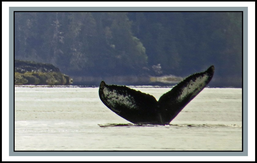 WhaleJul2017-IMG_9946 (1)_edited-1