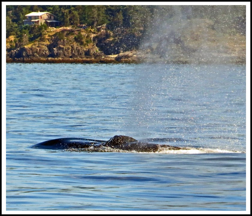 WhaleJun2017-IMG_8764_edited-1