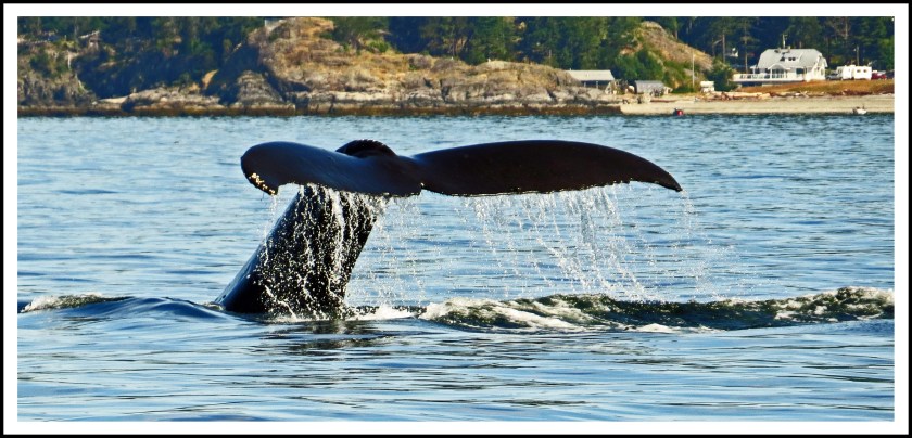 WhaleJun2017-IMG_8767_edited-2