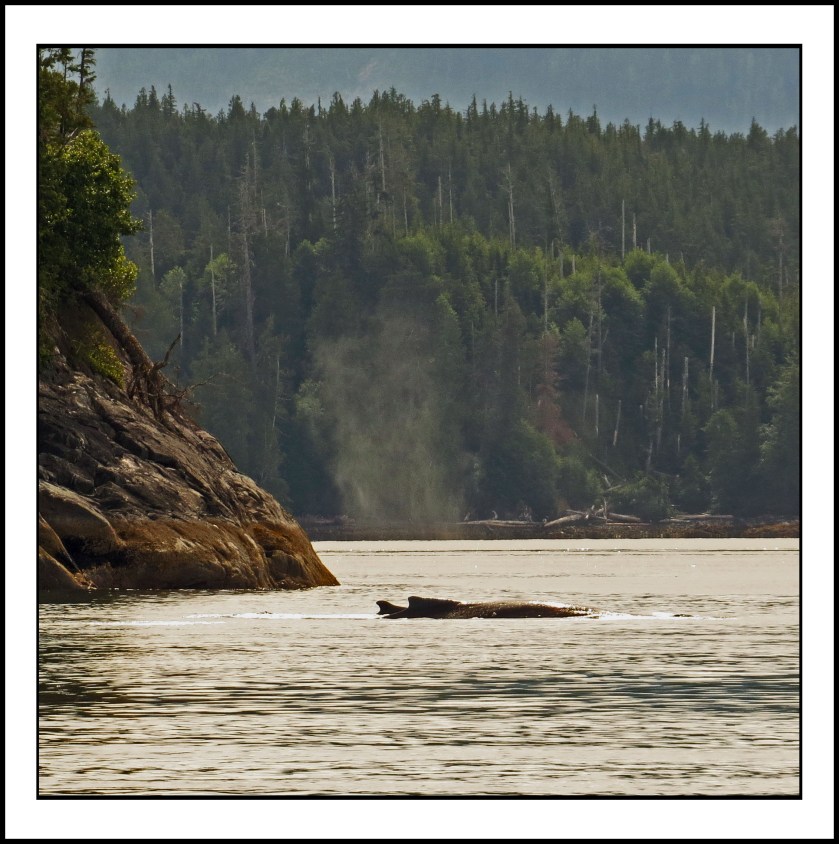 WhalesJu2017-27IMG_9938 (1)_edited-1