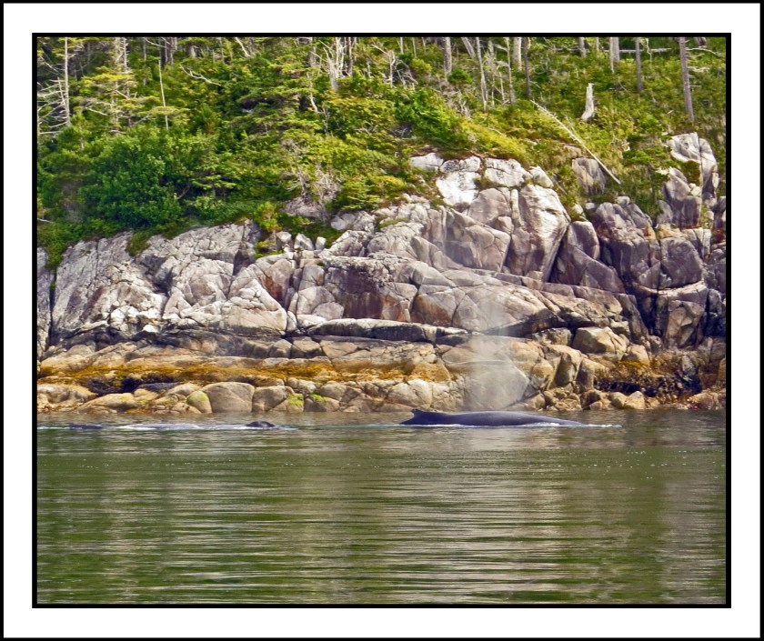 WhalesJul2017-IMG_9932_edited-1