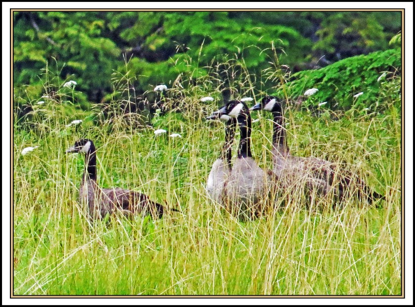 AlstonAug2017-IMG_8374_edited-1