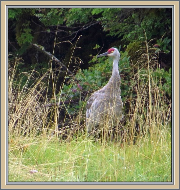 AlstonAug2017-IMG_8638_edited-1