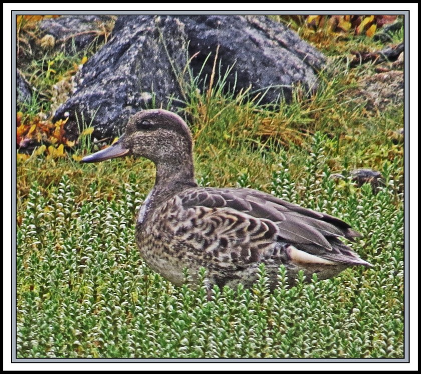 AlstonAug2017Teal-IMG_8717_edited-1