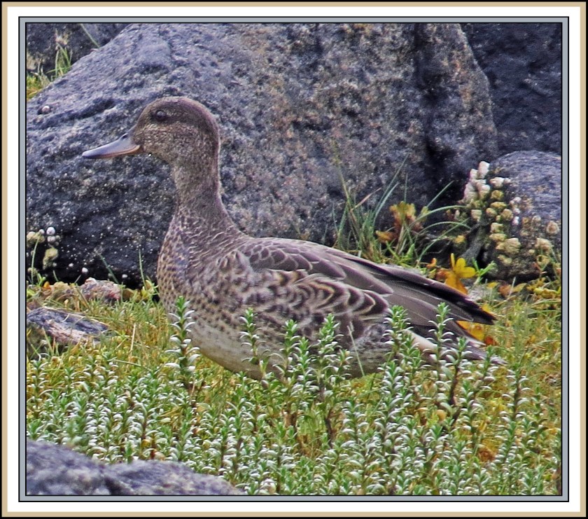 AlstonAug2017Teal-IMG_8729_edited-1