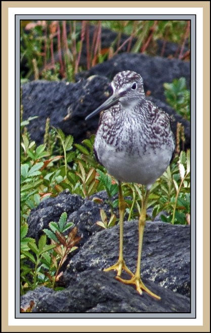 AlstonAug2017Yellowlegs-IMG_8750_edited-1