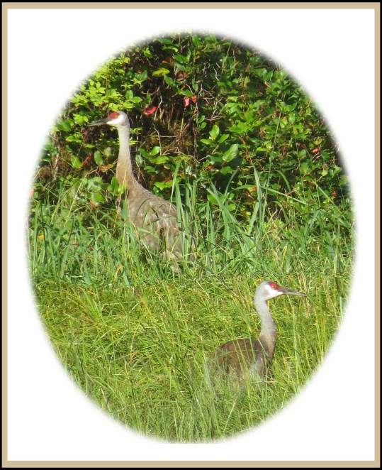 BaotInletSept2017Sandhills-10