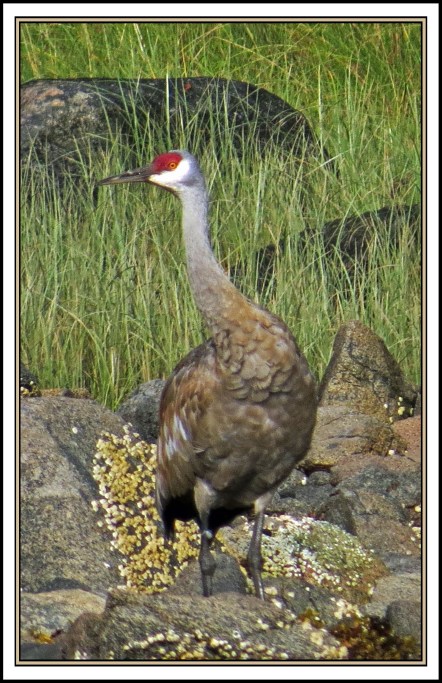 BoatInletSept2017-IMG_1199 (1)_edited-1