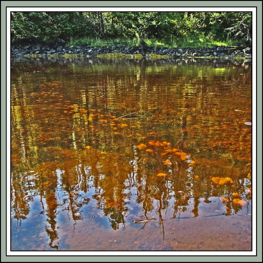 BoatInletSept2017Clams-IMG_1363 (1)_edited-1