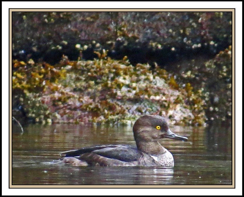BoatInletSept2017HoodedMerganser-IMG_1085 (1)_edited-1