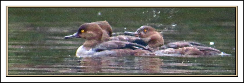 BoatInletSept2017HoodedMergansers-IMG_1001 (1)_edited-1