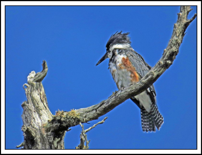 BoatInletSept2017Kingfisher-IMG_1377 (1)_edited-1