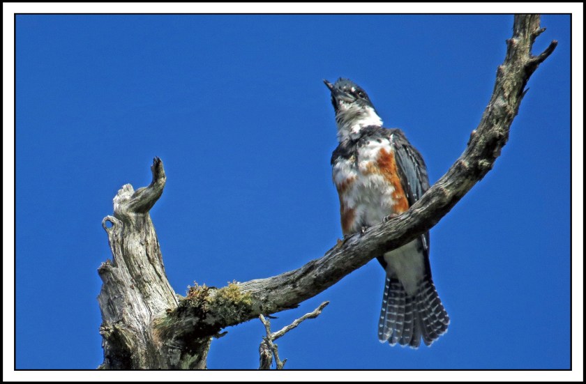 BoatInletSept2017Kingfisher-IMG_1382 (1)_edited-1