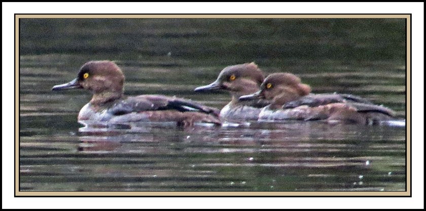 BoatInletSept2017Mergansers-IMG_1005 (1)_edited-1