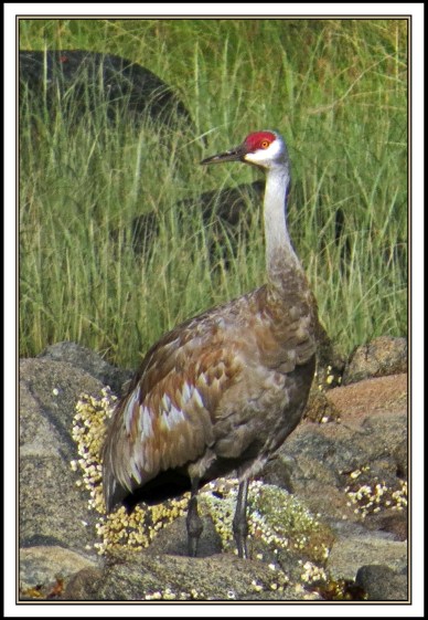 BoatInletSept2017Sandhill-IMG_1208 (1)_edited-1