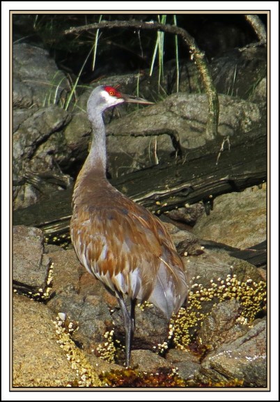 BoatInletSept2017Sandhill-IMG_1220 (1)_edited-1