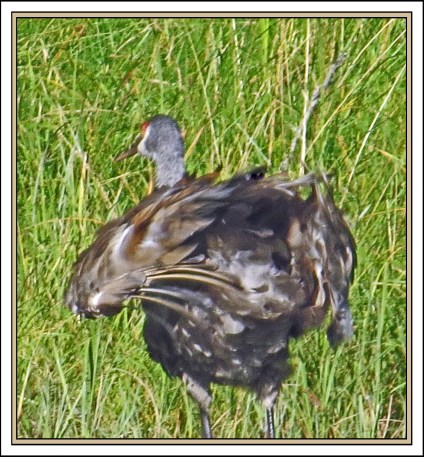 BoatInletSept2017Sandhill-IMG_1273 (1)_edited-1