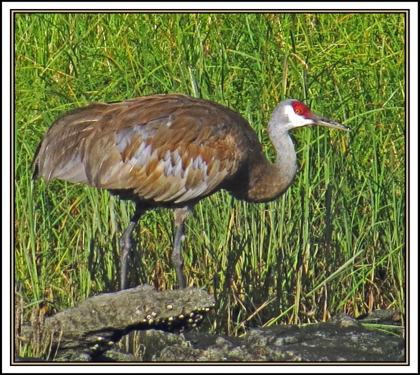 BoatInletSept2017Sandhill-IMG_1280 (1)_edited-1