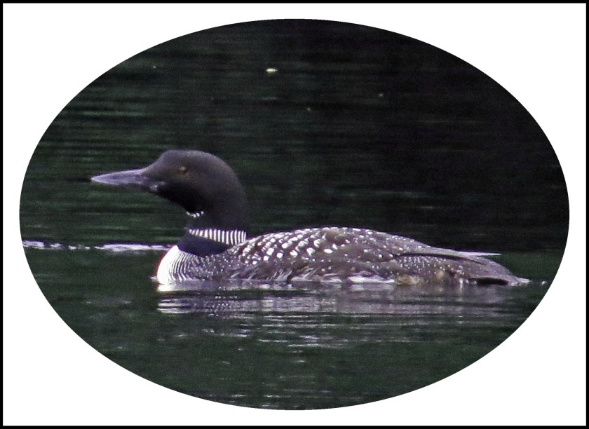 BotleneckAug2017Loons-80