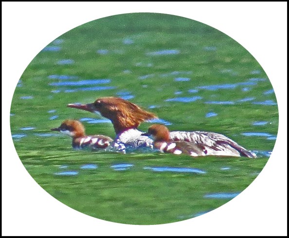 BotleneckJul2017Mergansers33