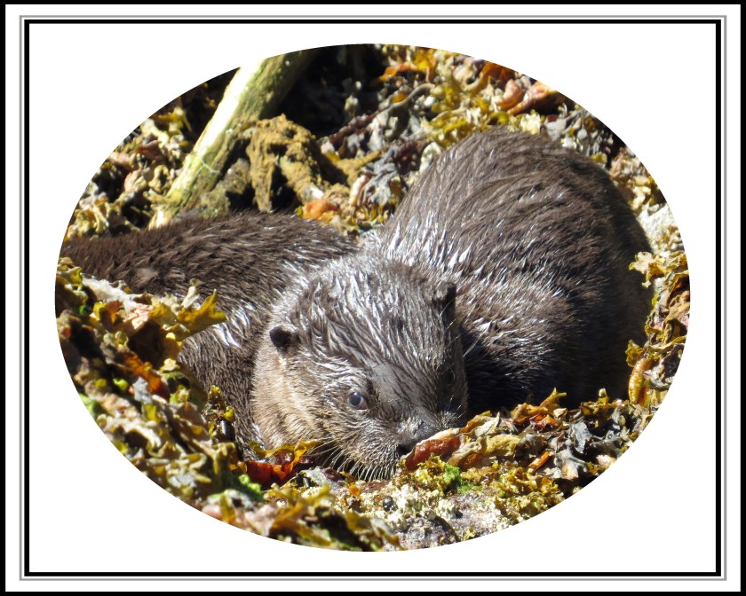 BotleneckJul2017Otter34