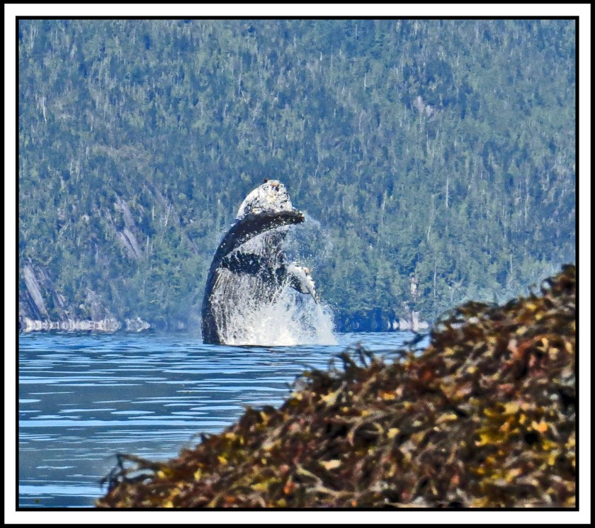 BotltleneckJull2017Whale-IMG_4356_edited-1