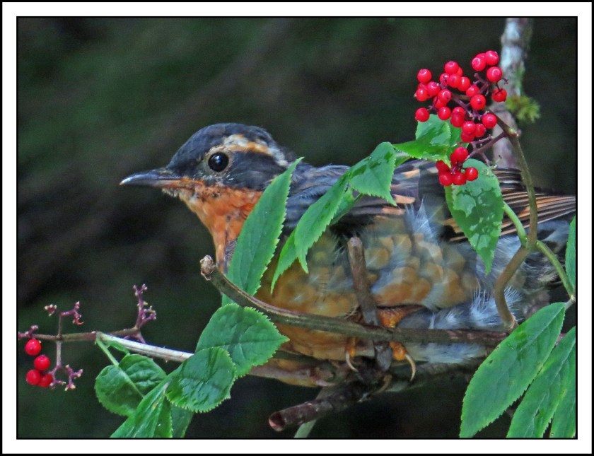 BottleneckAaug2017VariedThrush-IMG_0762 (1)_edited-1