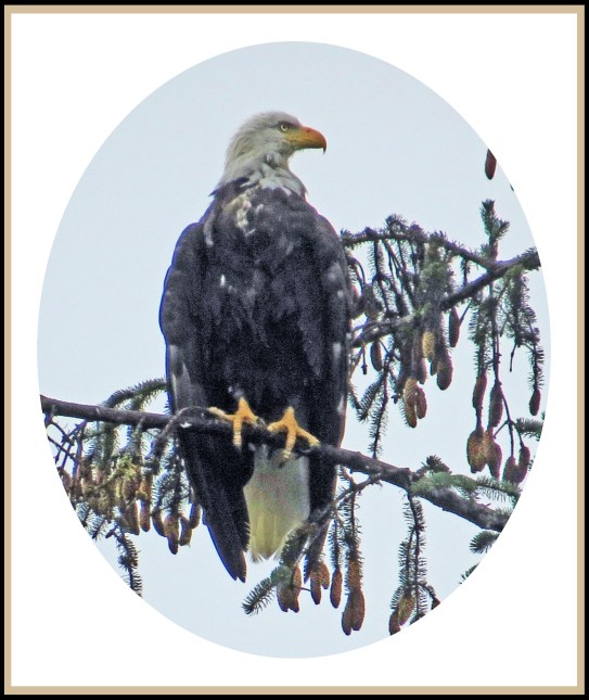 BottleneckAug2017Eagle-9