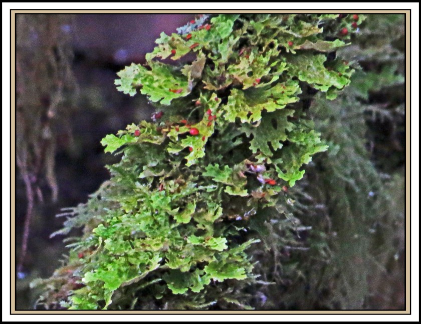 BottleneckAug2017Moss-IMG_0667_edited-1