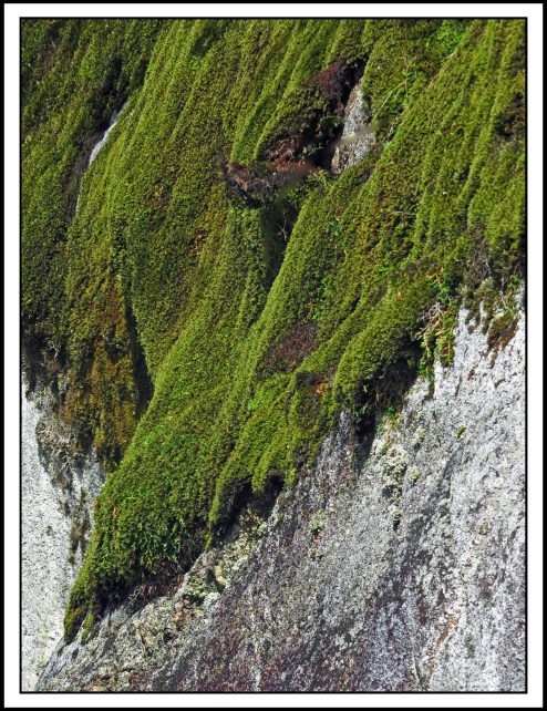 BottleneckAug2017Moss-IMG_0841 (1)_edited-1