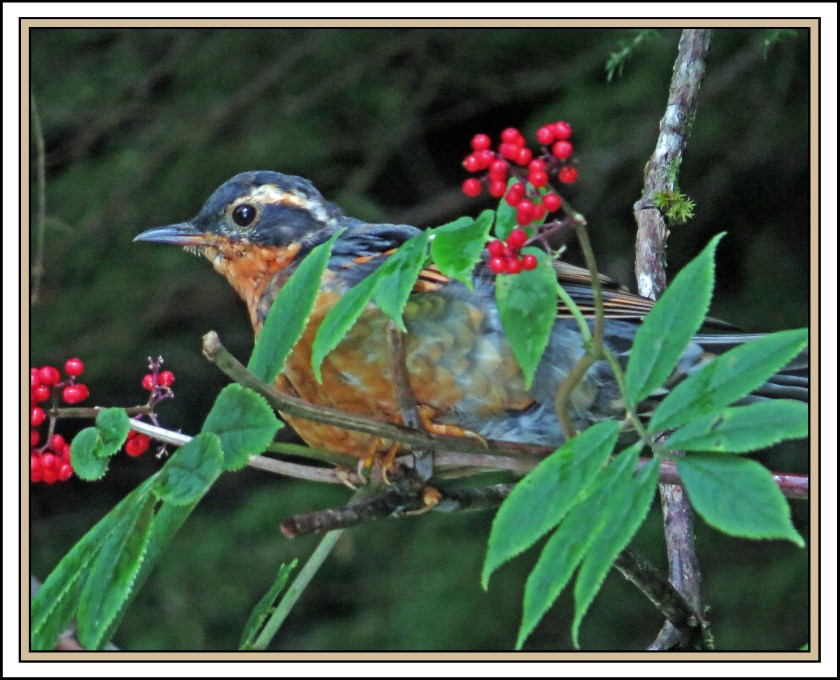 BottleneckAug2017VariedThrush-IMG_0723 (1)_edited-1