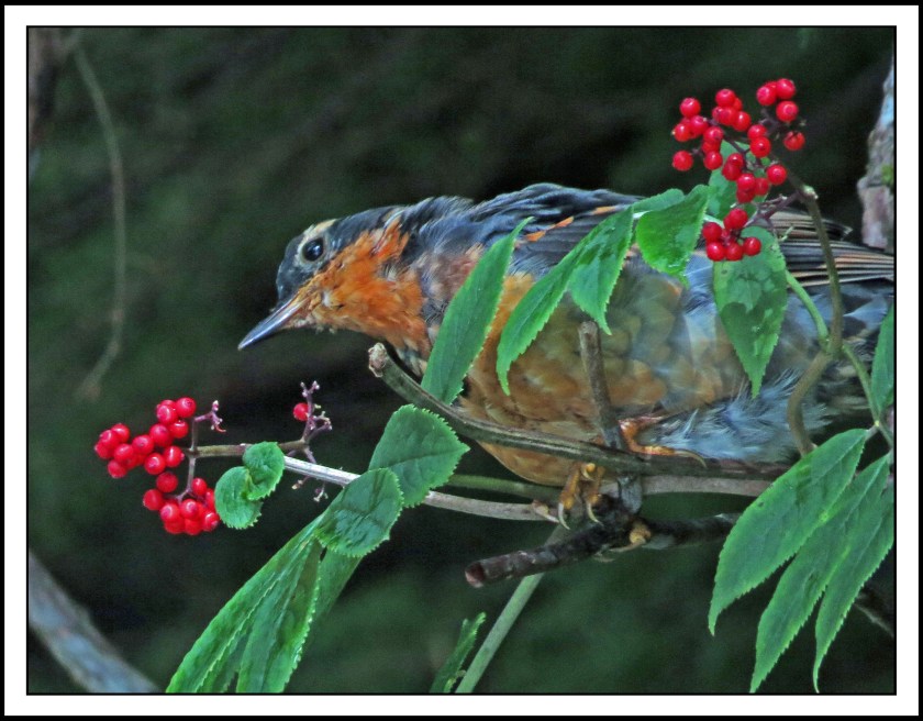 BottleneckAug2017VariedThrush-IMG_0736 (1)_edited-1
