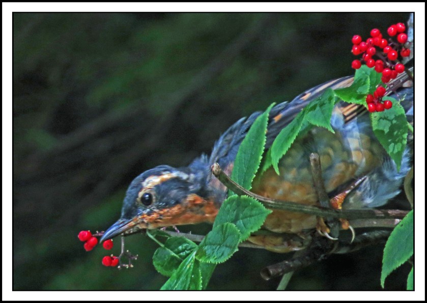 BottleneckAug2017VariedThrush-IMG_0766 (1)_edited-1.jpg