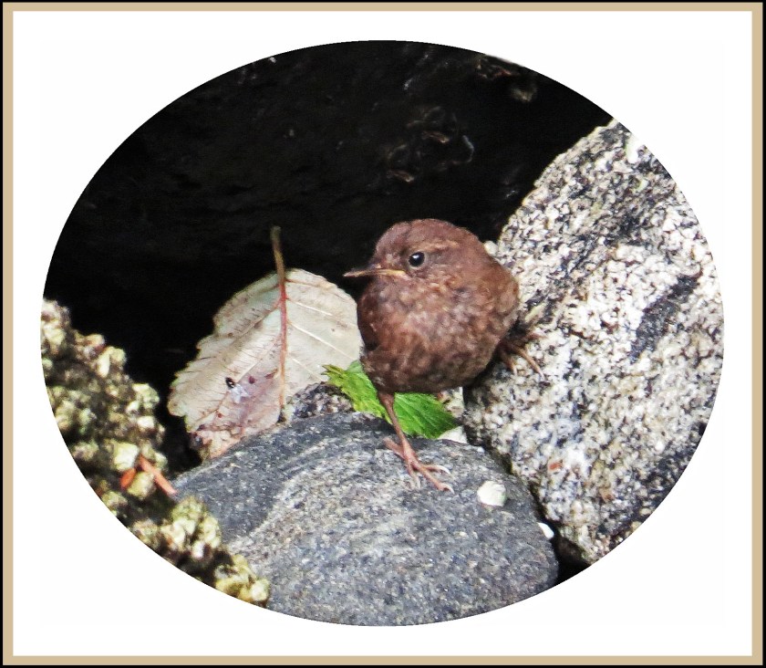 BottleneckAug2017WinterWren-1