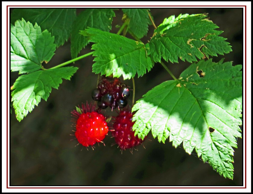 BottleneckJul2017Blackberries-IMG_4293