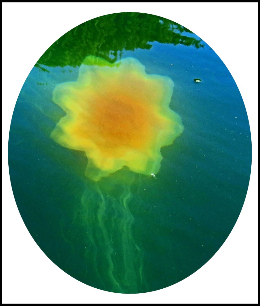 BottleneckJul2017Jellyfish8