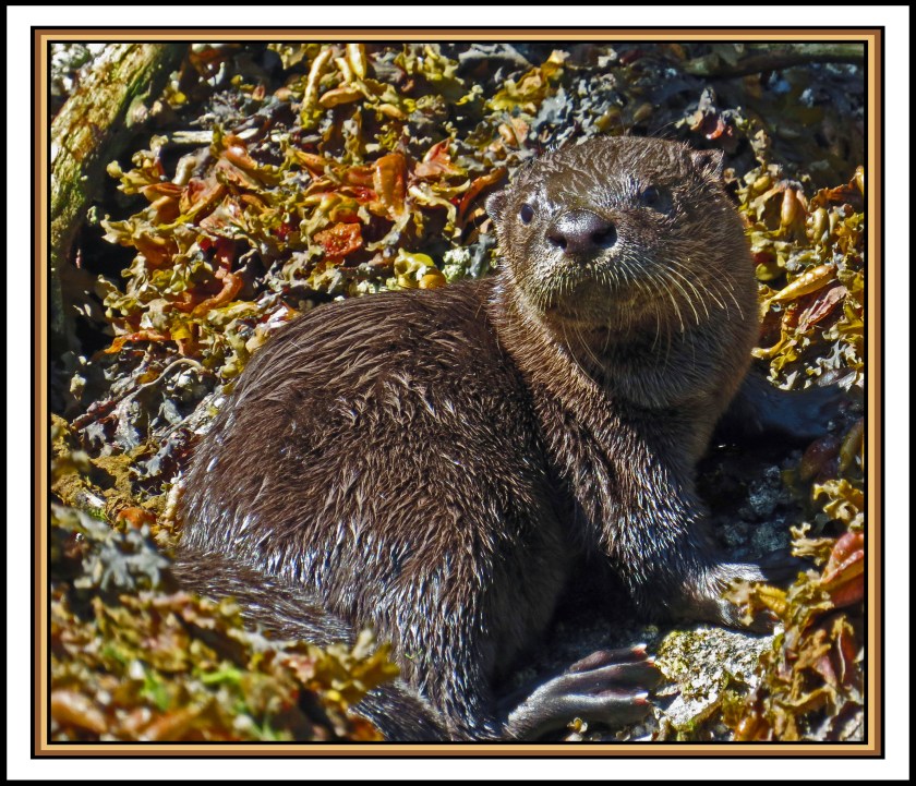 BottleneckJul2017Otter-IMG_4749_edited-1