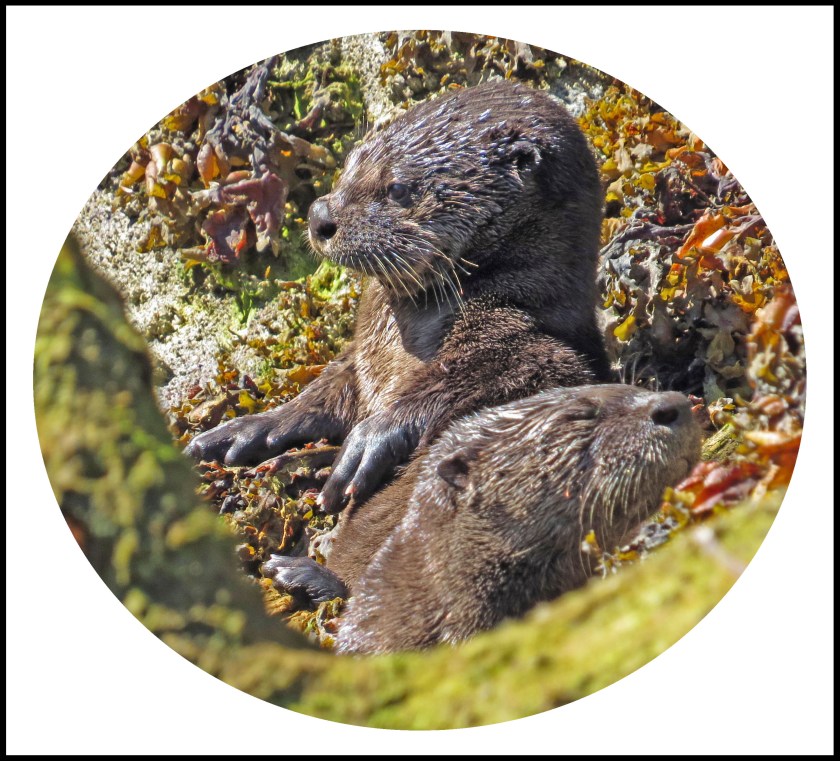 BottleneckJul2017Otter15