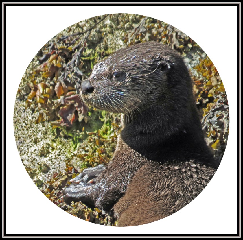 BottleneckJul2017Otter33