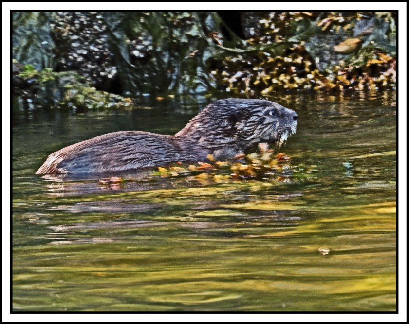 BottleneckJul2017OtterIMG_4807_edited-1