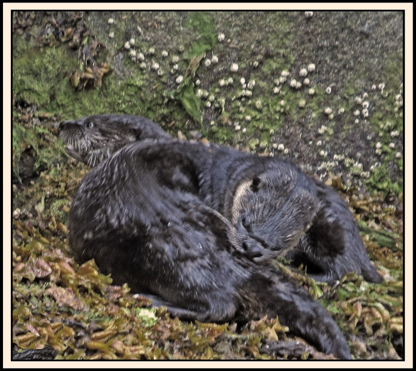 BottleneckJul2017OttersIMG_4687_edited-1