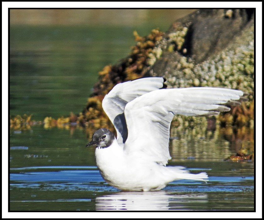 BottleneckJul2017Seagull-IMG_4549_edited-1.jpg