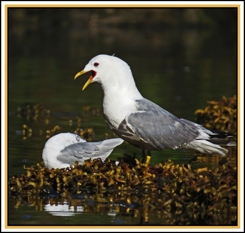 BottleneckJul2017Seagulls-IMG_4552_edited-1