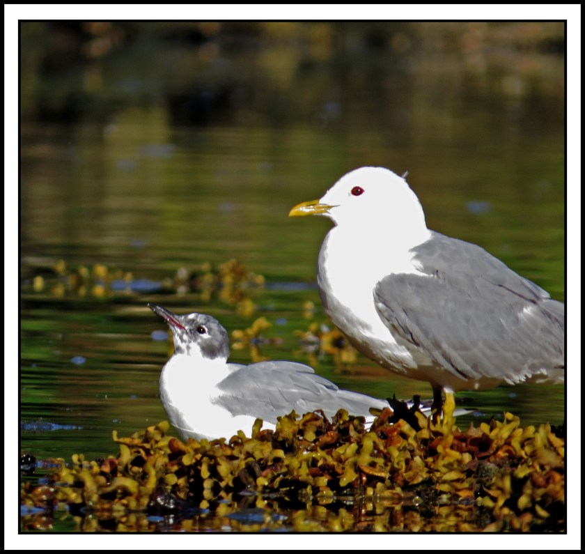 BottleneckJul2017Seagulls-IMG_4556_edited-1