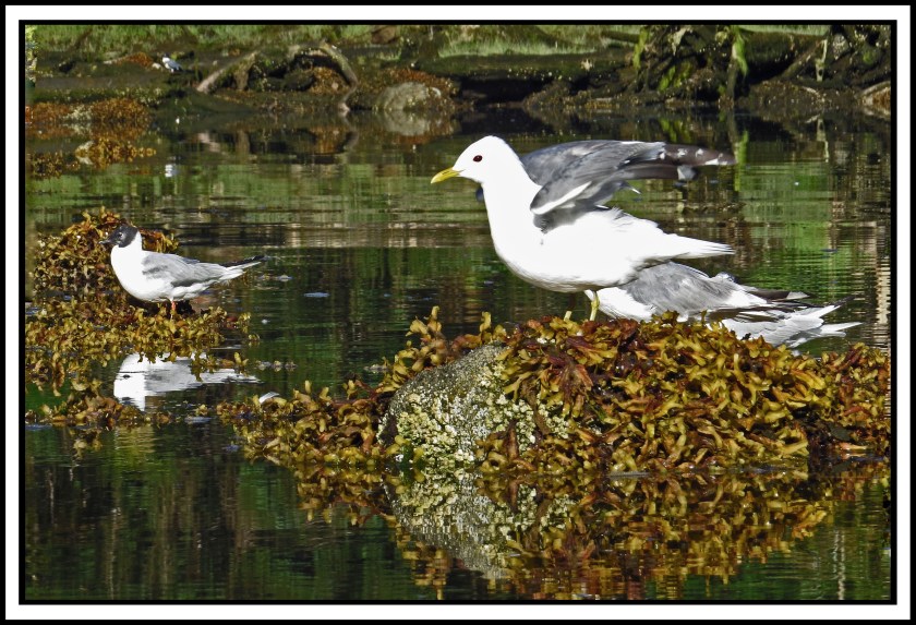 BottleneckJul2017Seagulls-IMG_4569_edited-1