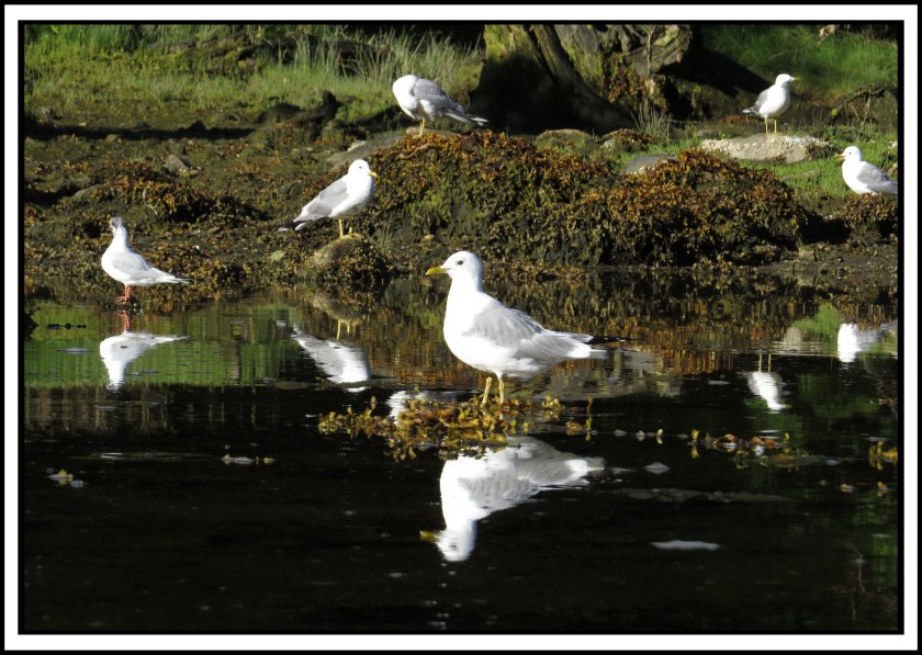 BottleneckJul2017Seagulls-IMG_4582_edited-1